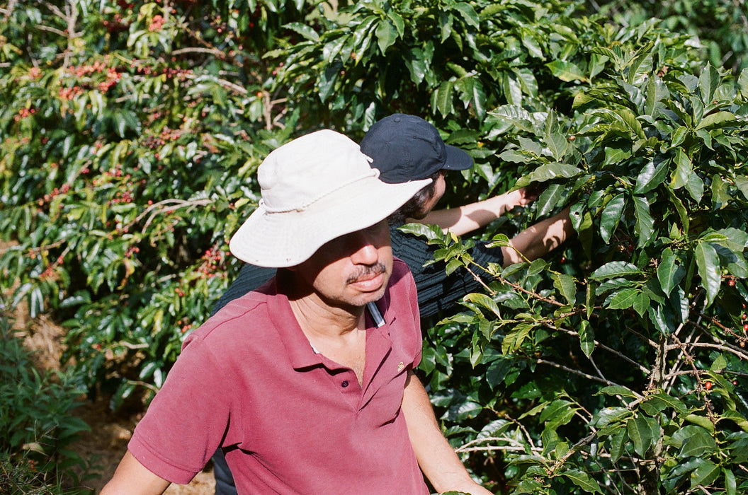 Cozy Christmas - Jorge Vasquez Yellow Catuai Washed