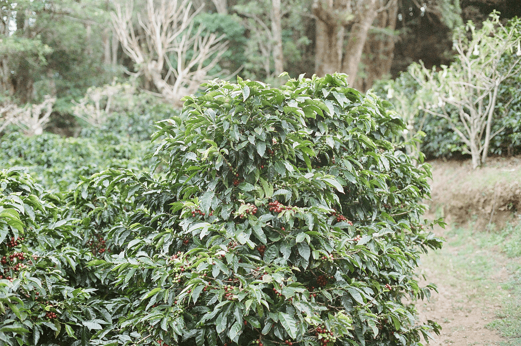 Crazy Christmas - Los Pirineos Pink Bourbon Washed