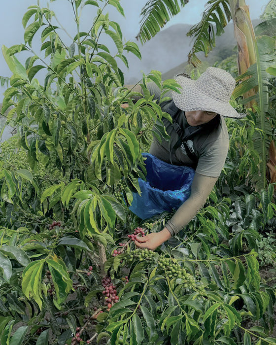 Pre-order El Turpial Laurina Natural