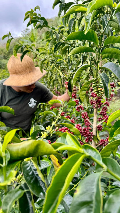 El Turpial Ethiopian Landrace