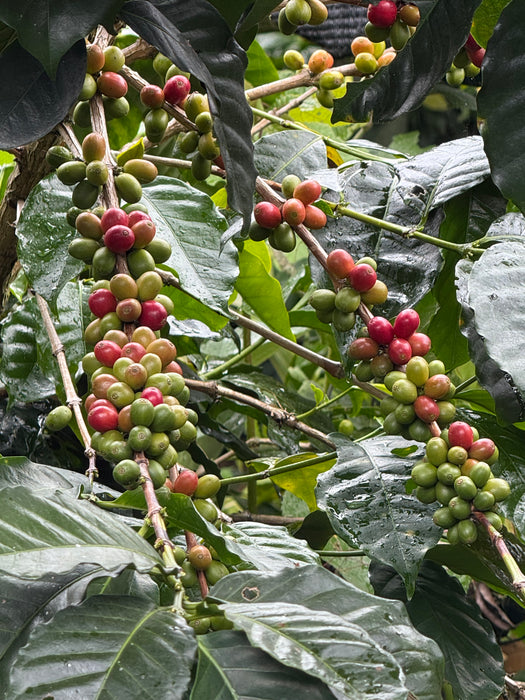 La Cruz Blend Honey