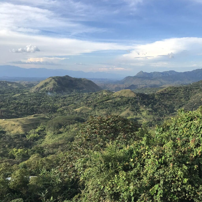 La Indonesia Caturra Chiroso