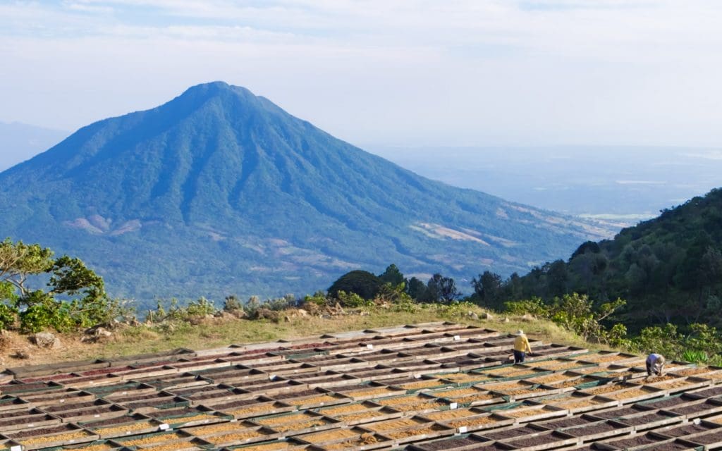 Los Pirineos Pacamara Red Honey