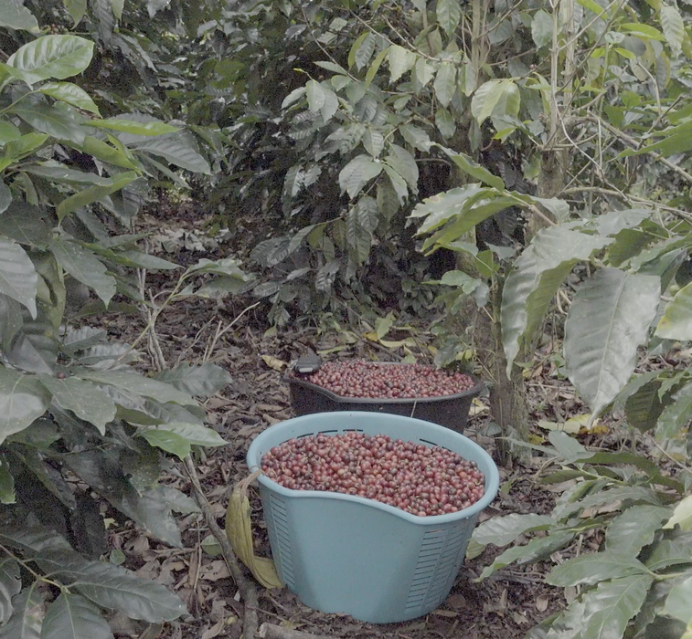 Aquiares Mariana Natural