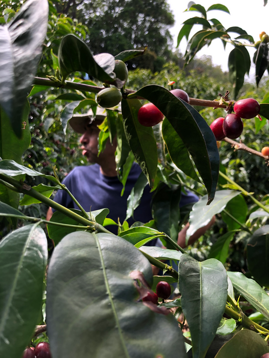 Crazy Christmas - Jorge Vasquez Geisha Natural