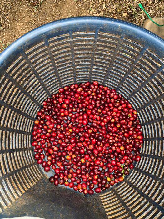 Crazy Christmas - Jorge Vasquez Geisha Natural